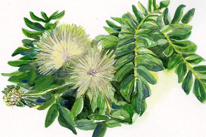 Botanical Art