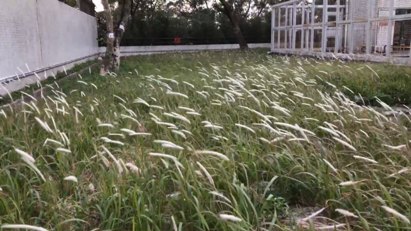 A Mini Meadow Next to My Home