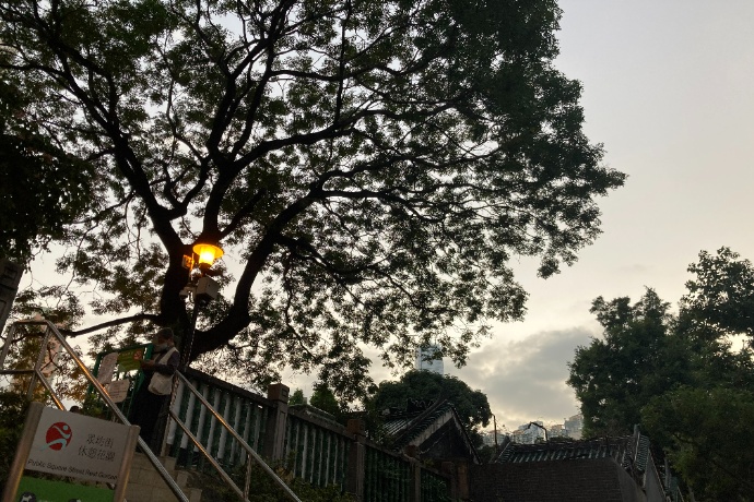 Trees, Birds and Space in Yau Ma Tei