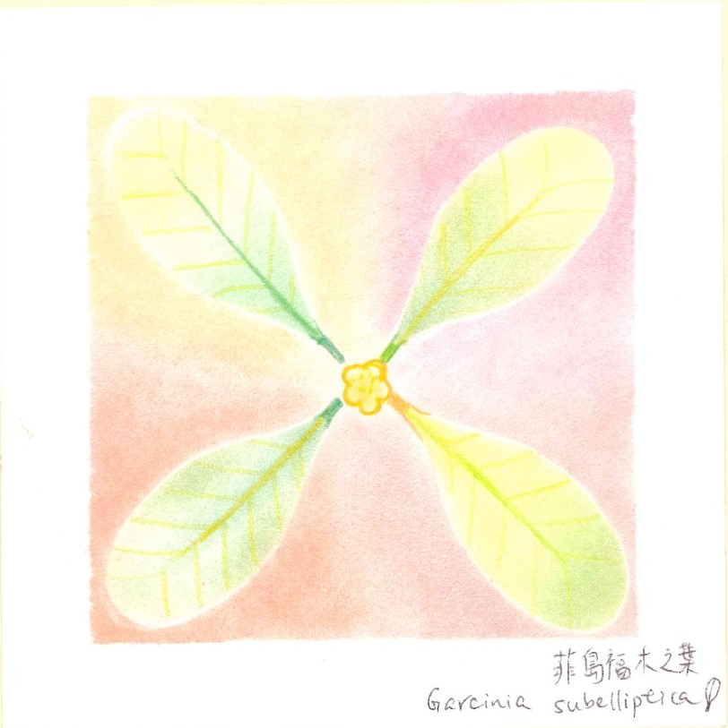 常綠跑者 菲島福木