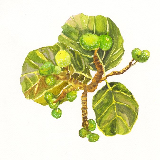 Botanical Art｜Opposite-leaved Fig