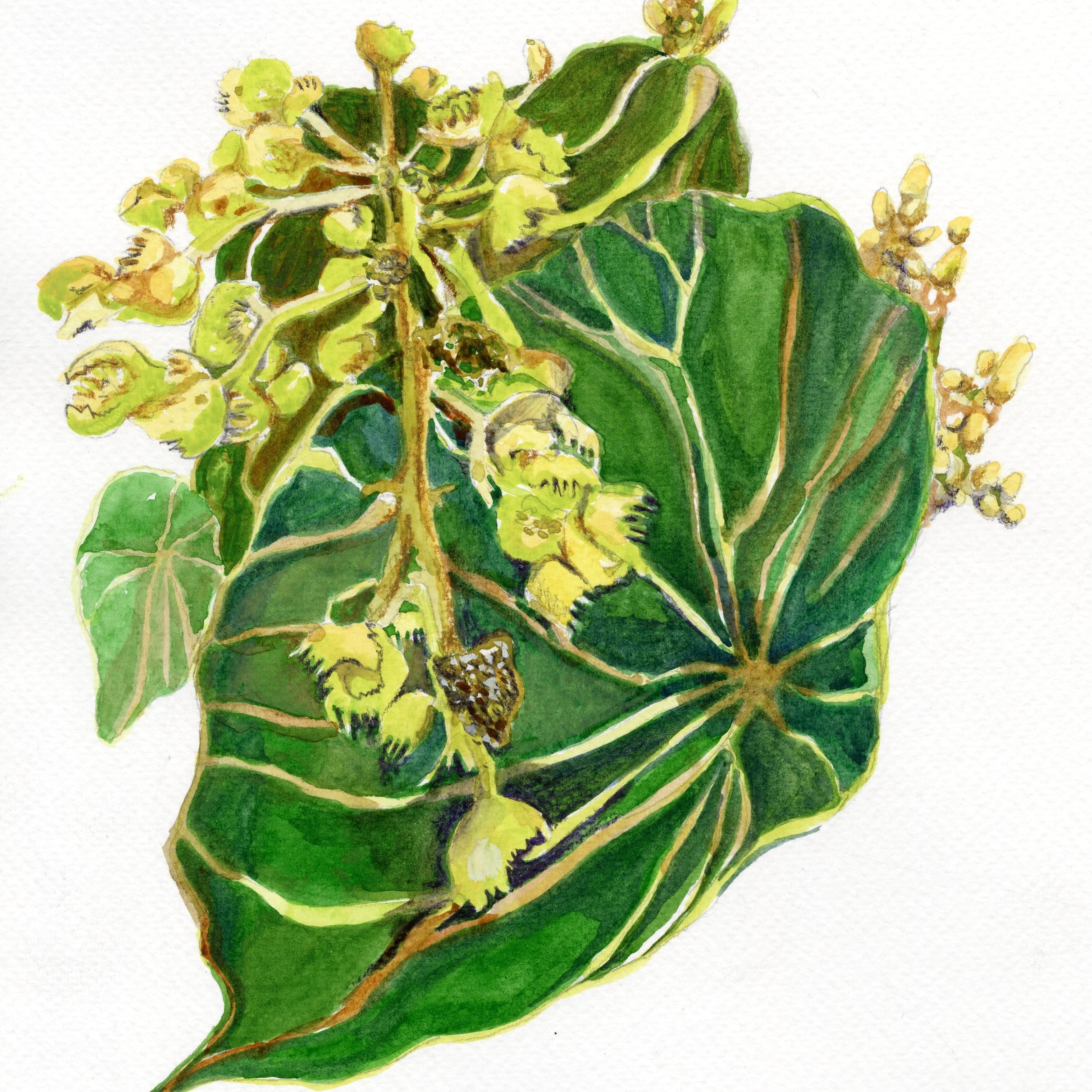 Botanical Art｜Common Macaranga