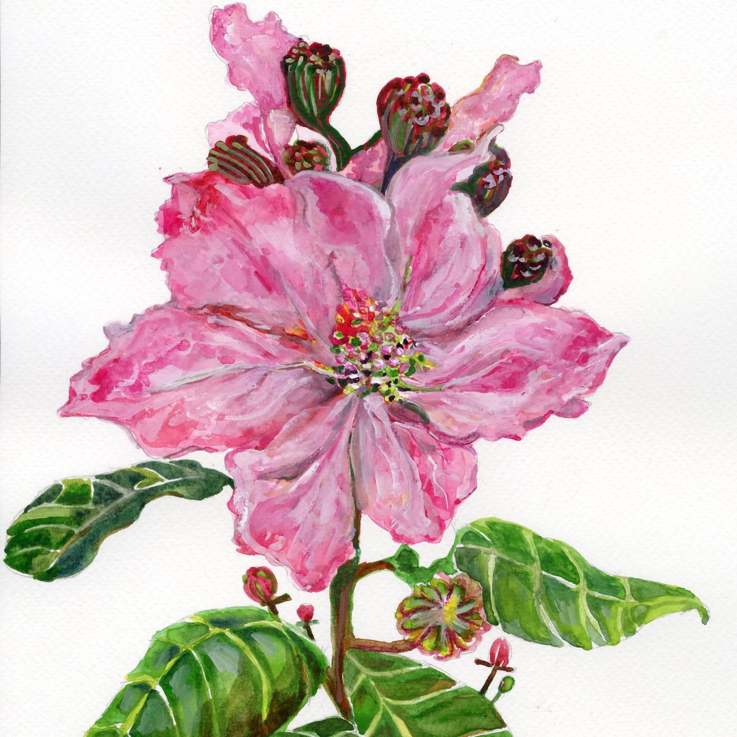 Botanical Art｜Queen Crape Myrtle