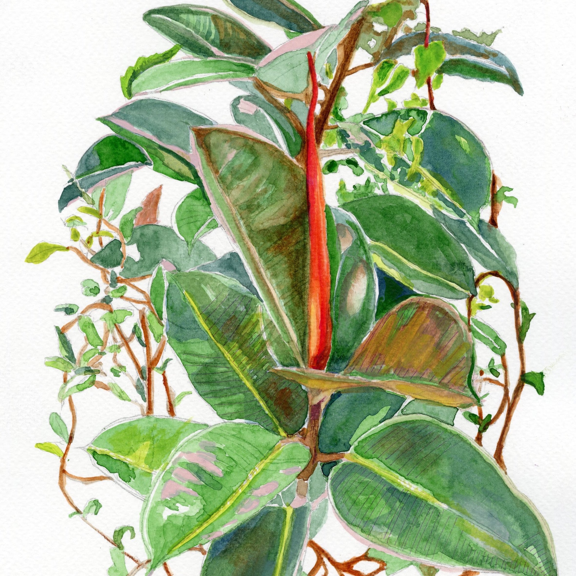 植物繪圖｜印度橡樹