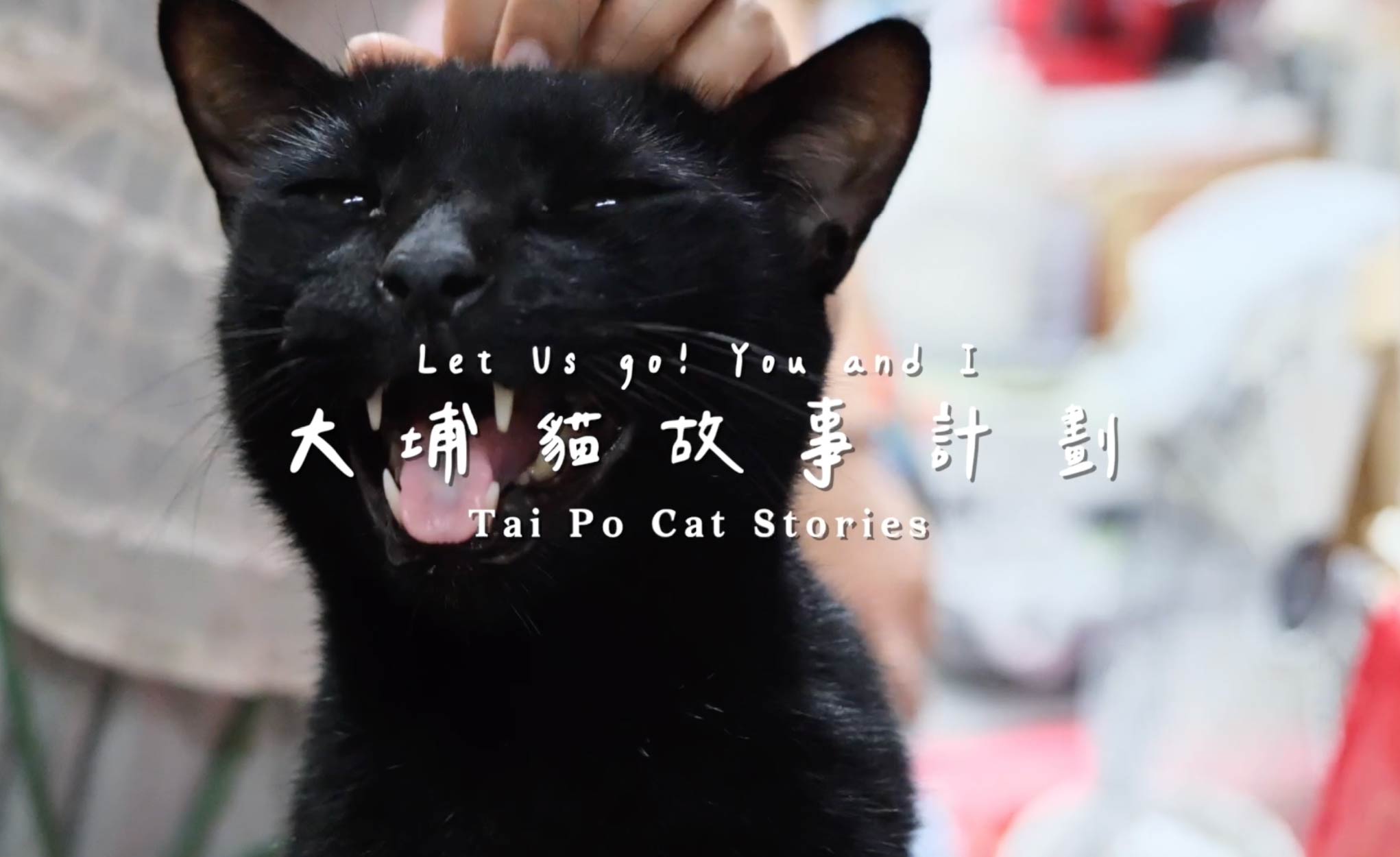 Tai Po Cat Stories