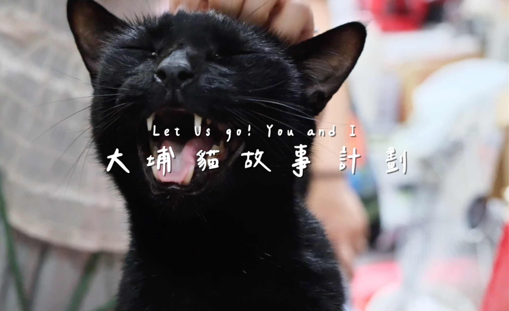 Let Us Go! You and I 計劃——大埔貓故事計劃